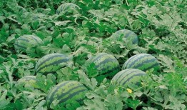 郯城网红吃瓜群微信号,揭秘幕后故事，带你领略网络红人魅力